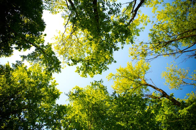 Benefits of Our Partnership with Ecologi