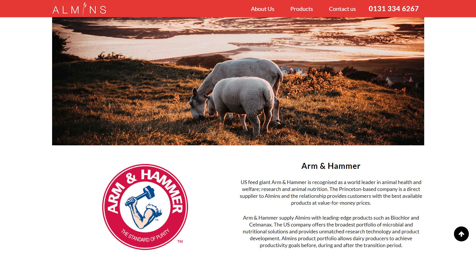 Almins Sheep