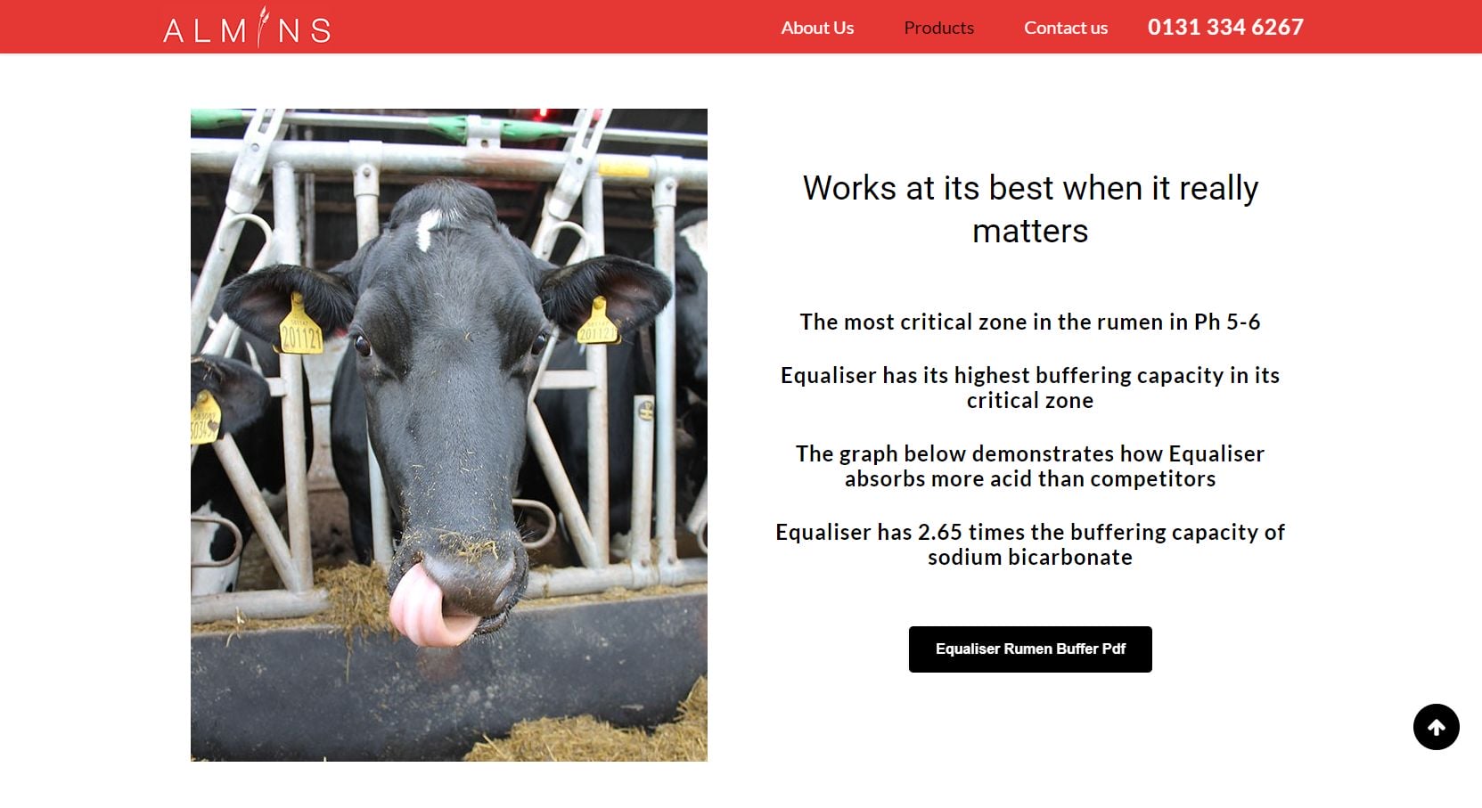 Almins cow